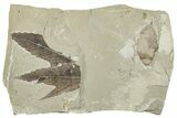 Fossil Leaf Plate - Green River Formation, Utah #256813-1
